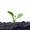 Jeune pousse de plante